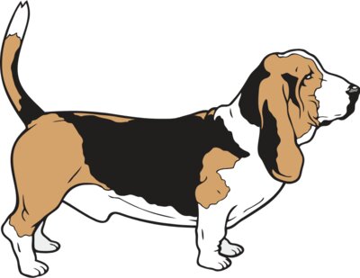 BassetHound01NC2clr