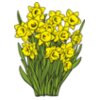 Daffodil01NC2clr
