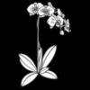 PhalaenopsisOrch01NC2bw