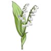 LilyoftheValley01NC2clr
